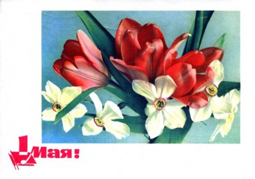 1 мая, советская открытка, отпечатано МГТ, тюльпаны