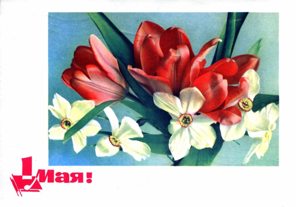 1 мая, советская открытка, отпечатано МГТ, тюльпаны