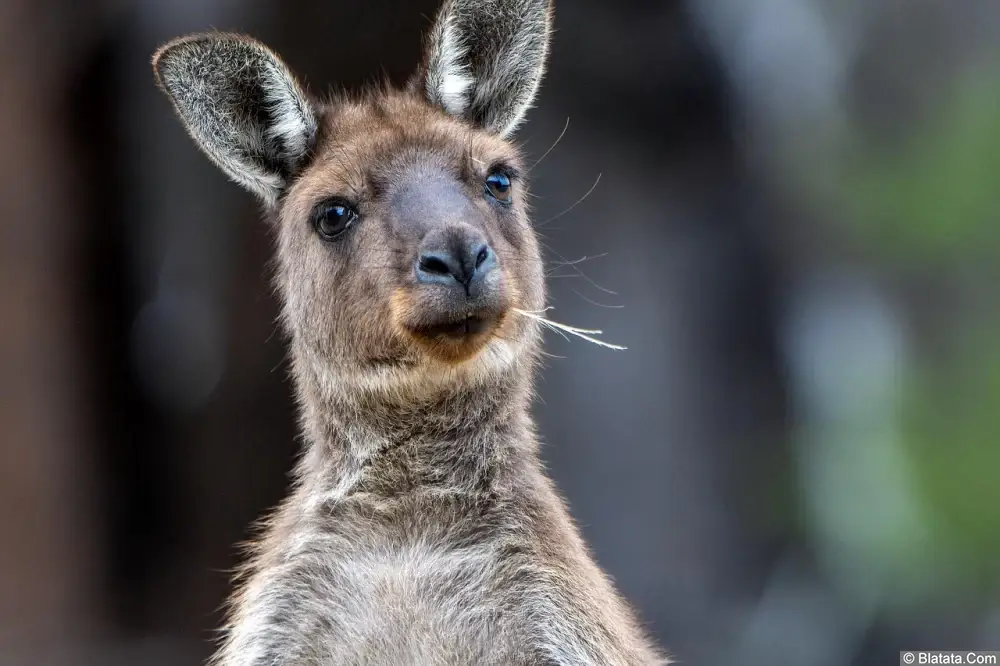 Почему кенгуру почти не говорят по-английски?