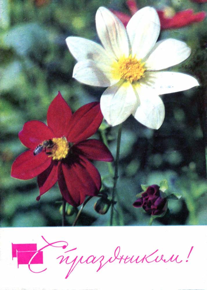 С праздником 1 мая, советская открытка, цветы и пчела, 1968