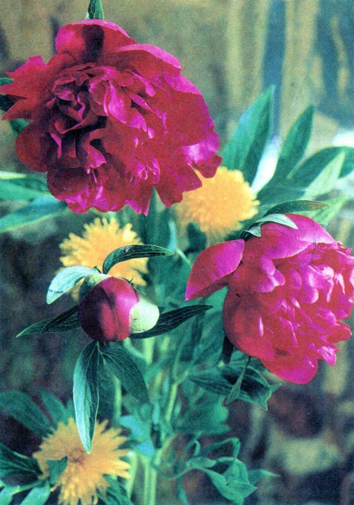 Цветы, советская открытка. Фотограф Г. Костенко