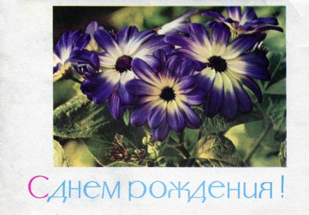 С днем рождения, советская открытка. Цветы. Фотограф П. Смоляков