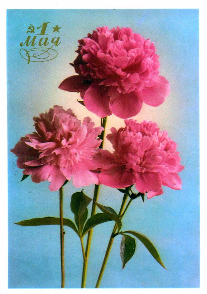 С праздником 1 мая, советская открытка, красные цветы