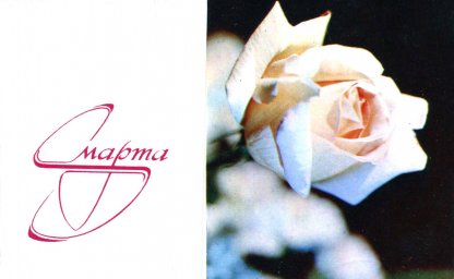 С днем 8 марта, советская открытка. Фотограф Е. Савалов. 1973 год. Белая роза