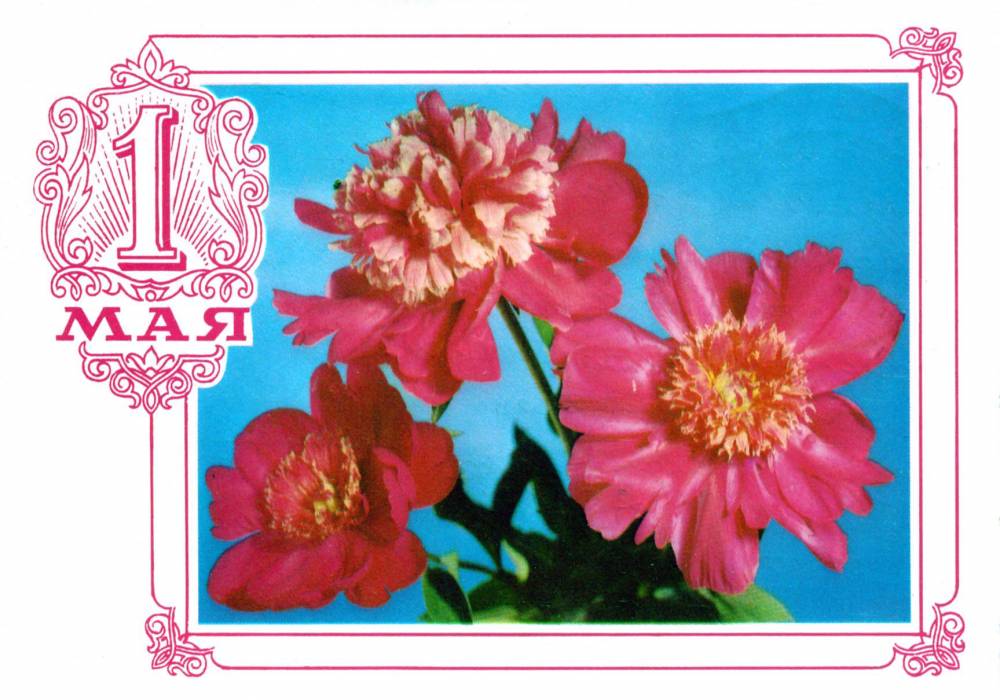 С праздником 1 мая, советская открытка, красные цветы, 1976