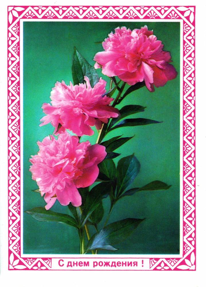 С днем рождения, советская открытка. Три цветка. Фотограф Г. Костенко