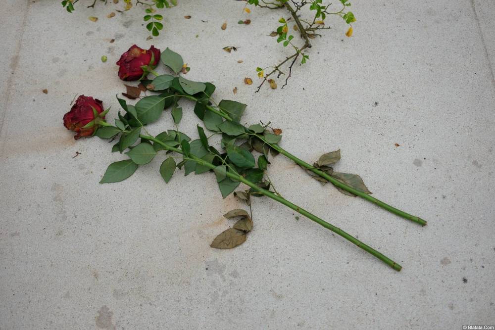 Две розы на кладбище Сент-Женевьев-де-Буа